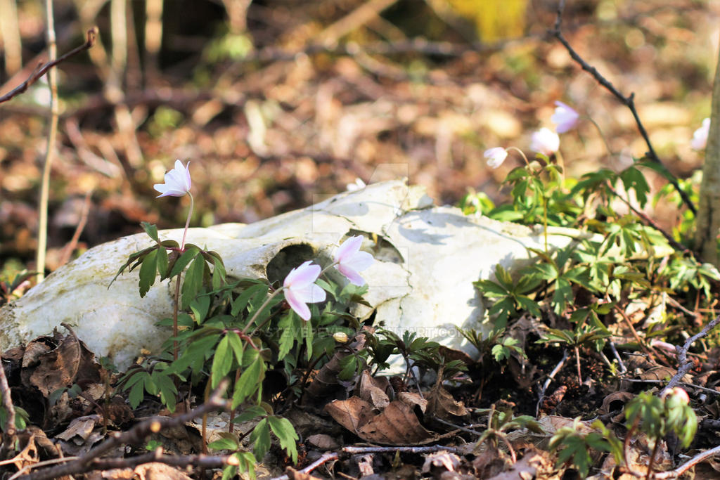 Dead spring by Stevepeve on DeviantArt