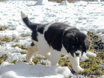 Nanna the landseer puppy