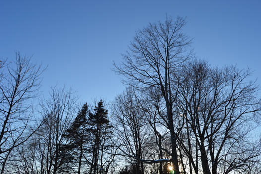 Backyard Trees