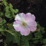 Pink flower