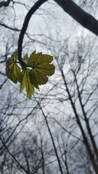 The forest at spring 