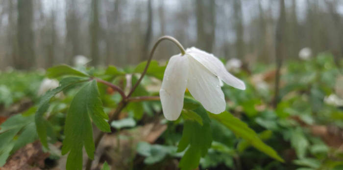 Flowers in the woods 