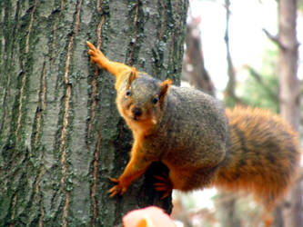 Squirrel@park2