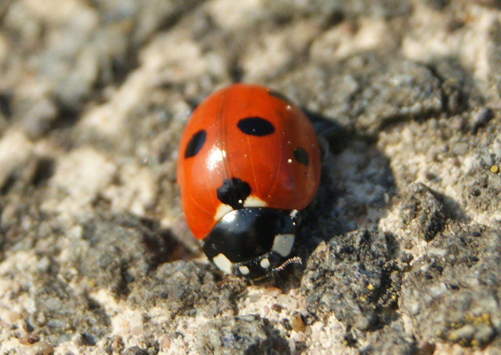 Ladybug Macro