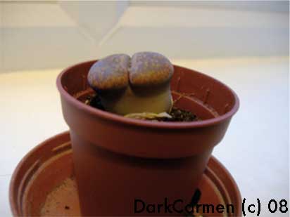 lithops