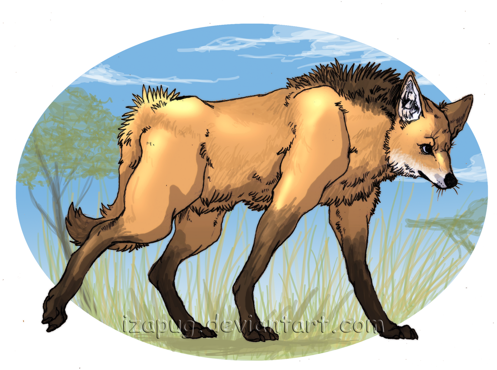 Maned Wolf