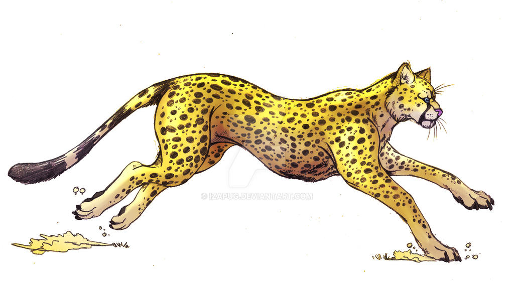 Running Cheetah