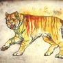 Indian Tiger