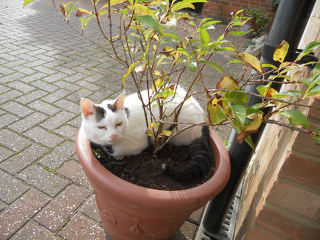potted CATtus