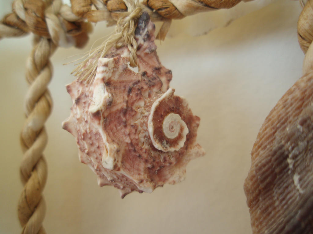 spiny snail shell by tsiouflaw on DeviantArt