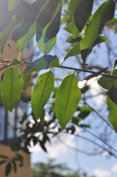 Leaves