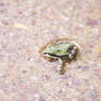 Tiny Frog in a Raindrop
