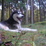 Husky Rose