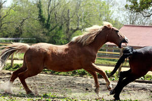 Angry horse - bite/lunge - stock