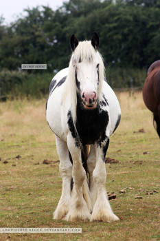 Gypsy Cob Stallion Stock 1