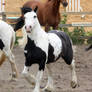 Traditional Gypsy Cob Stock 2