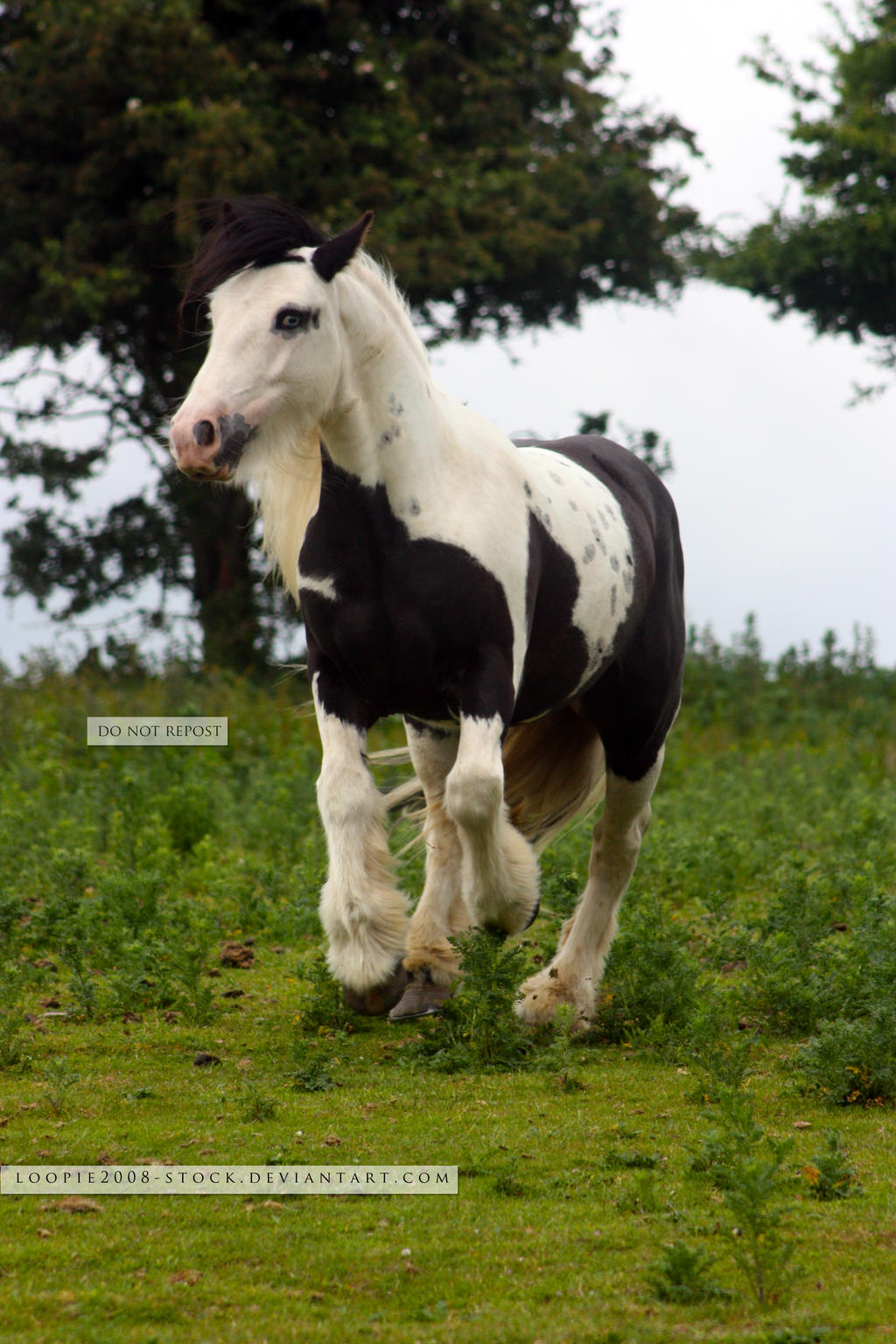 Traditional Gypsy Cob Stock 5