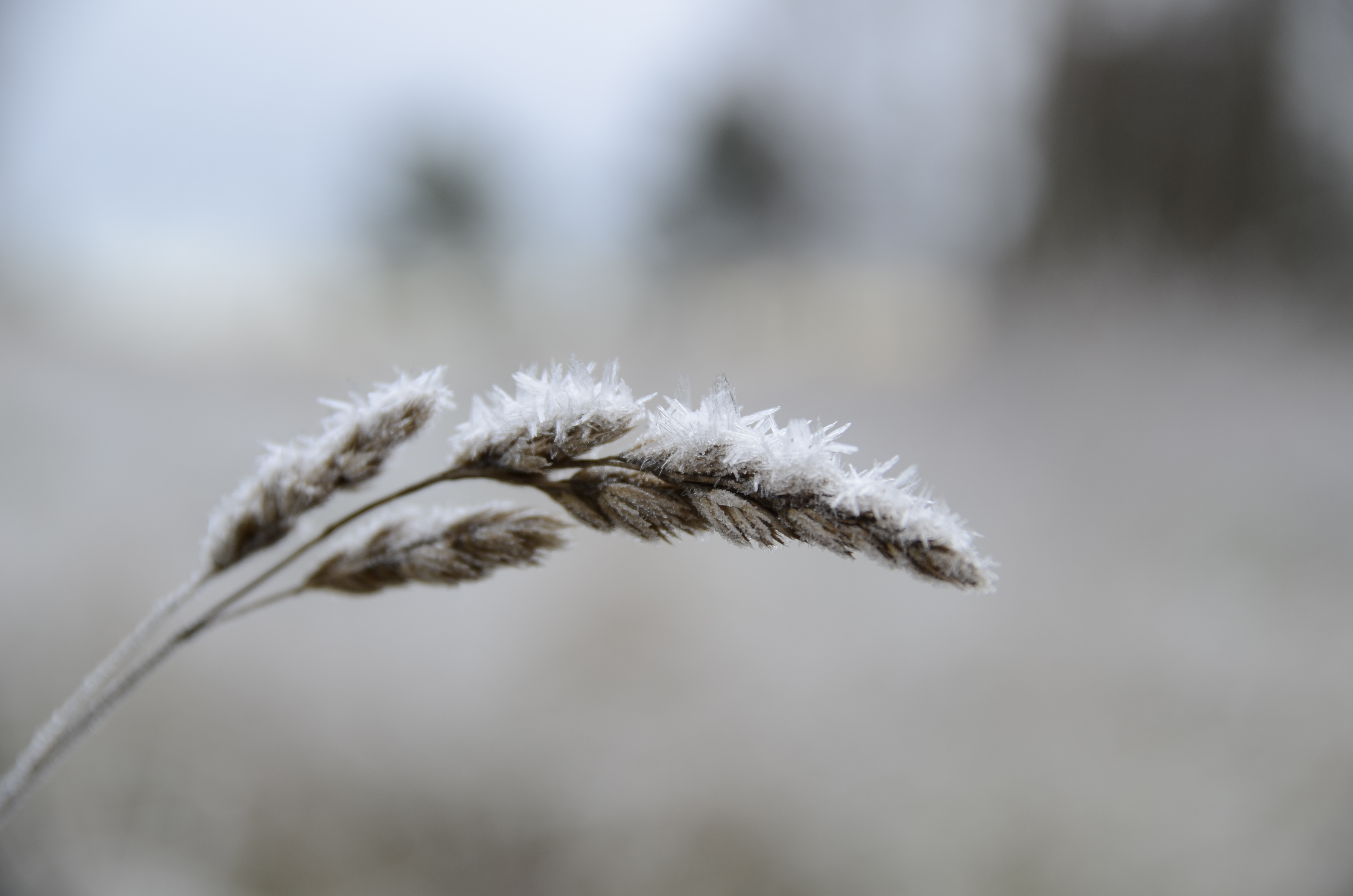 Cold weeds