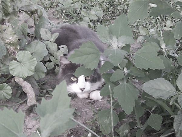 Marti in the Leaves