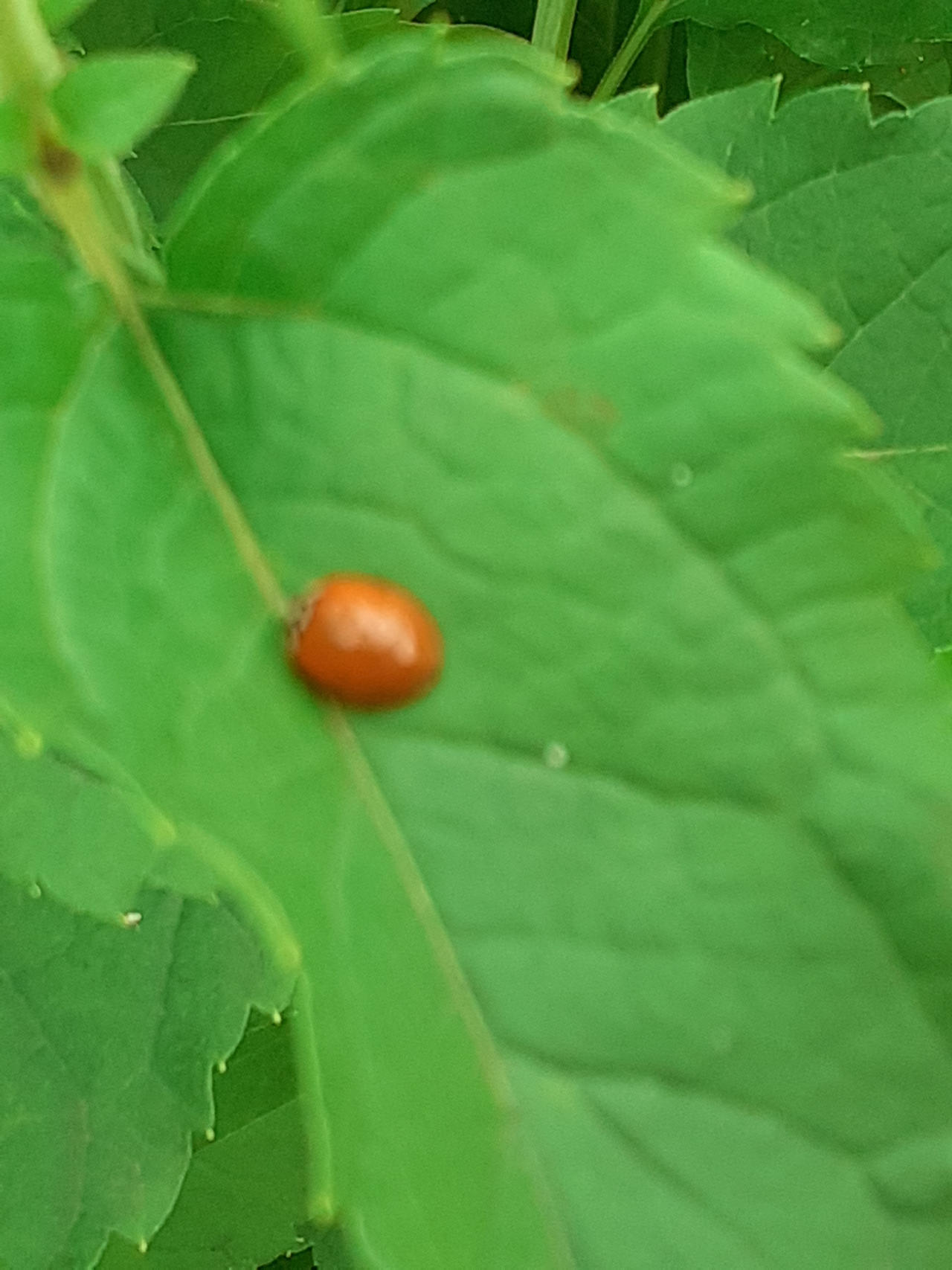 Ladybug without dots by Lilienschein on DeviantArt