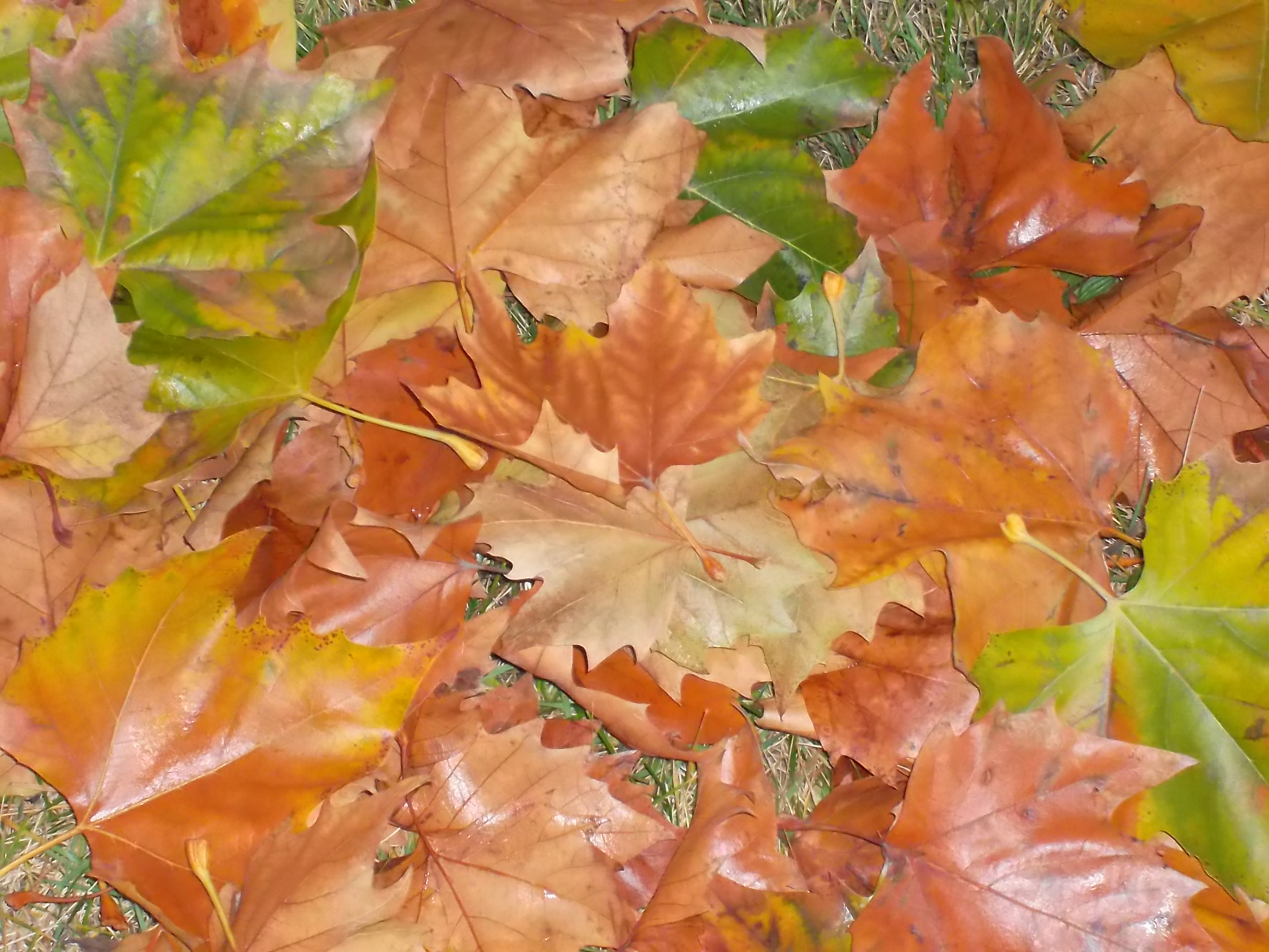 Leaves on the Ground