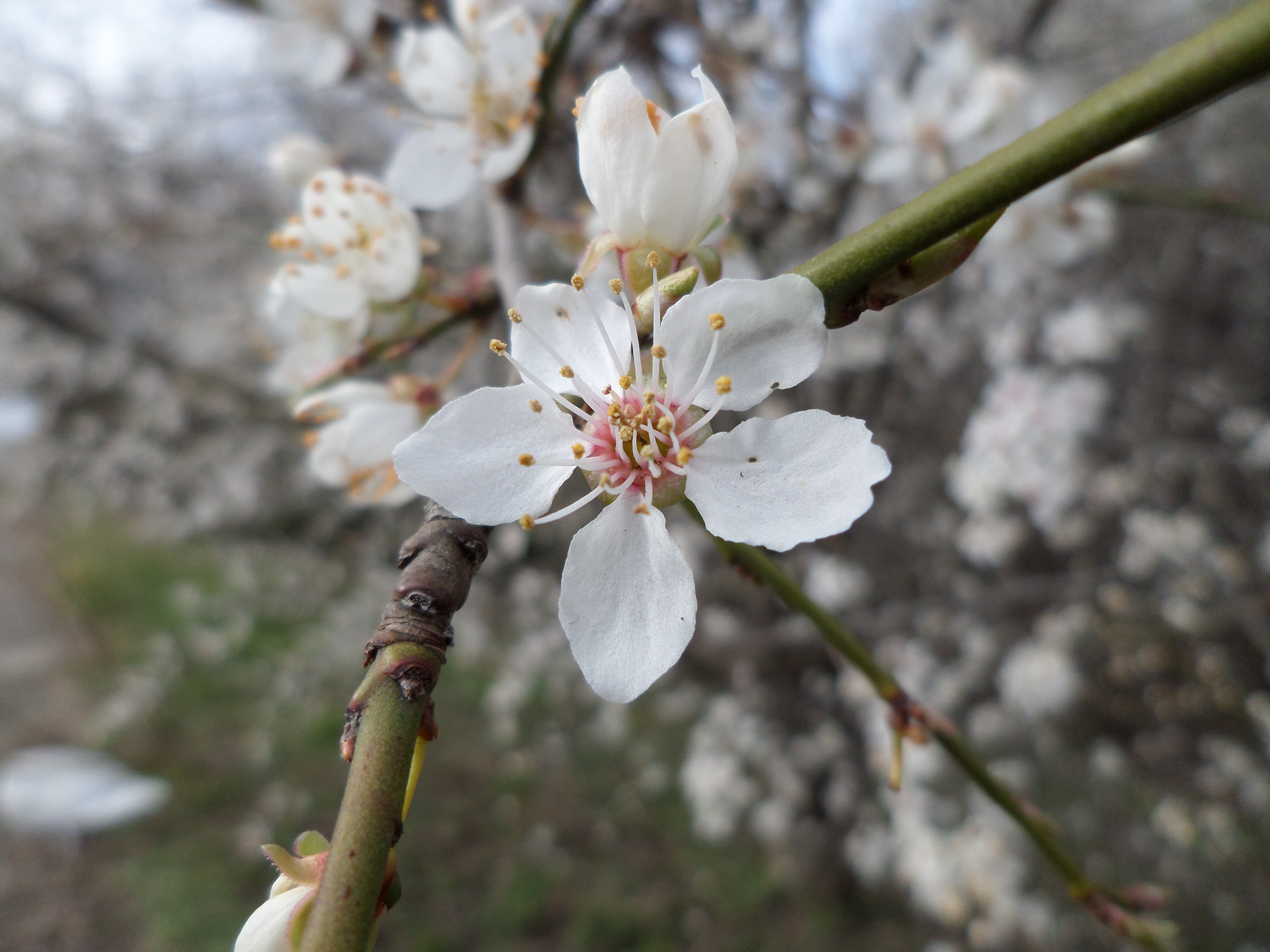 Blossoms