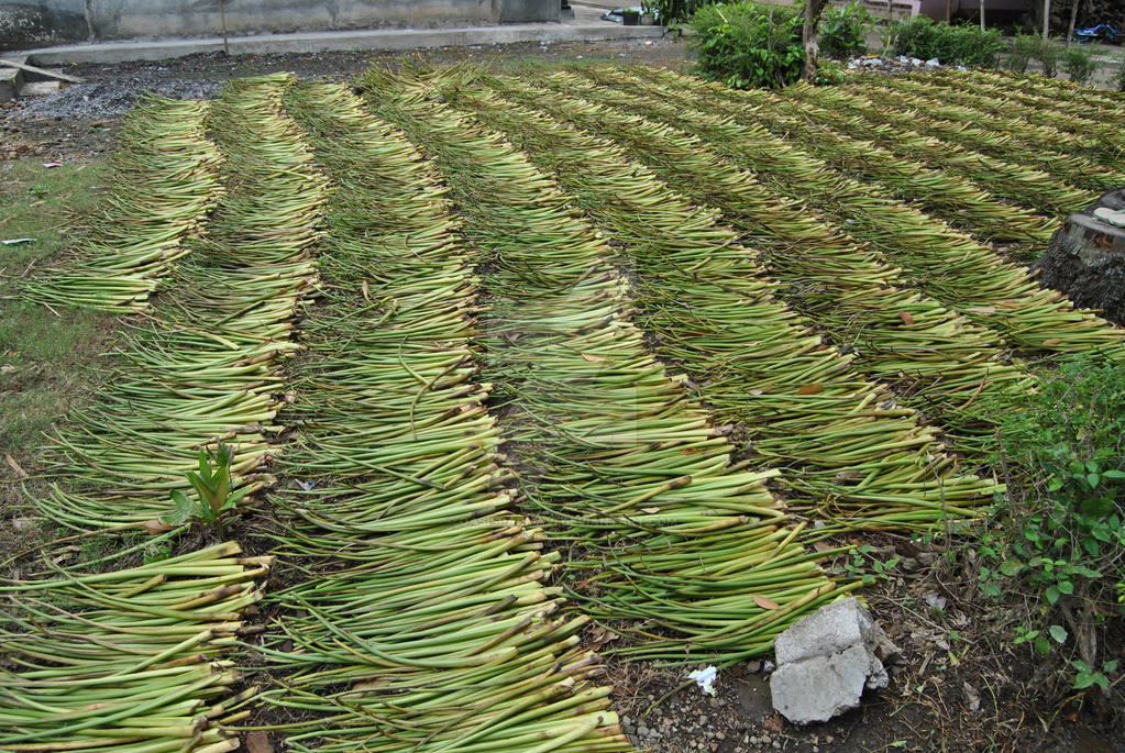 Eceng Rawa Eceng gondok Eichhornia crassipes Rawa Pening 3 by oasisdarmavi on ...