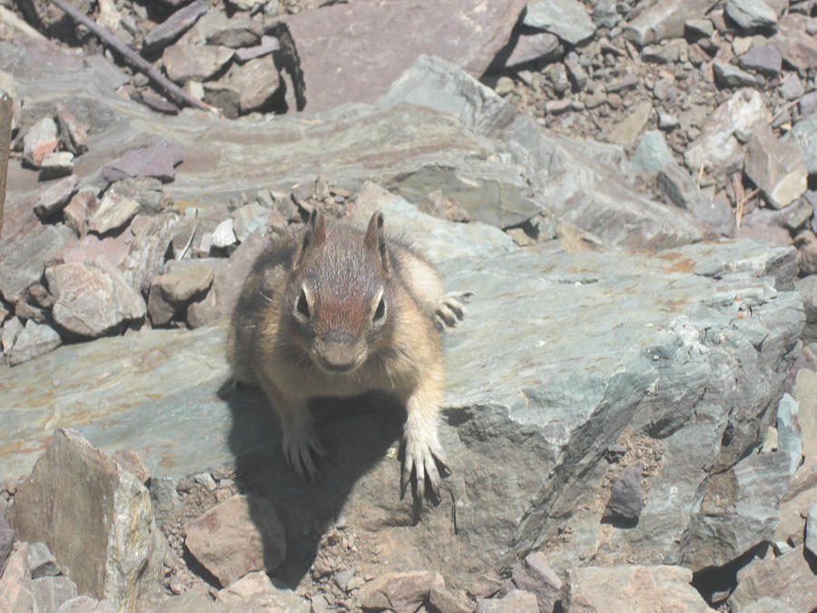 Chipmunk