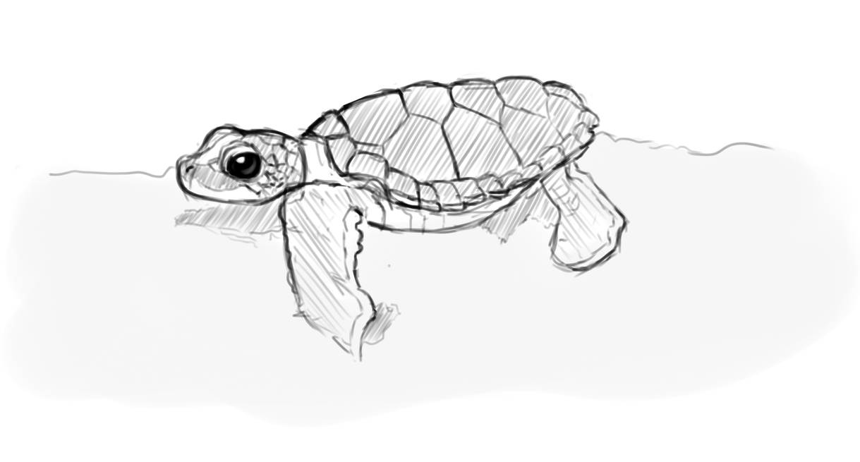 Turtle Scatch Cute turtle sketch by Zooli55 on DeviantArt
