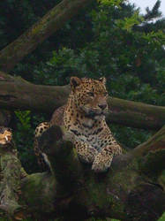 Sri Lankan Leopard 7