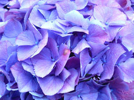 Purple Hydrangea