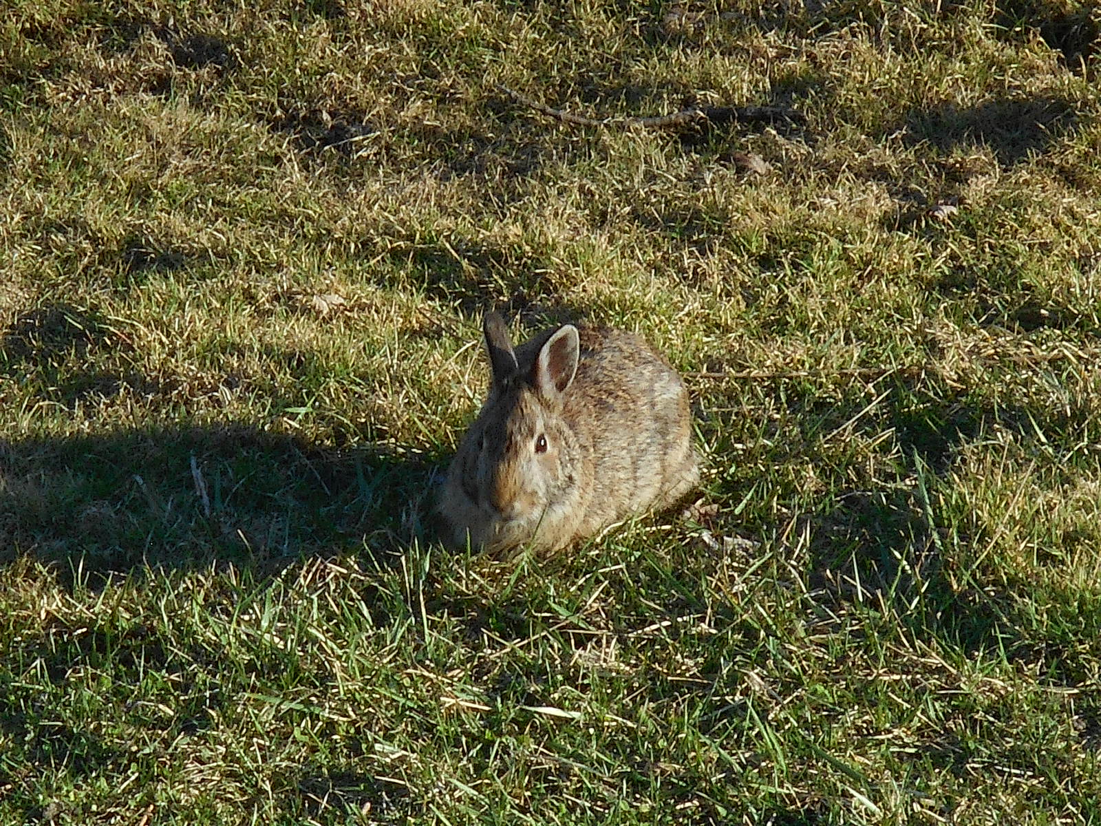 A Real Easter Bunny