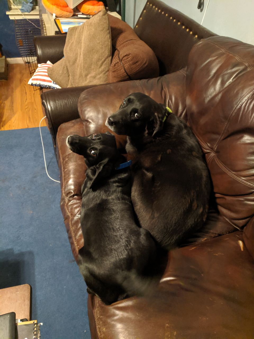 Molly and her daughter Shadow