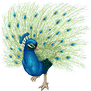 Peacock Pixel