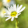 Wild Camomile