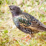 Starlings Return!