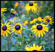 Blue eyed Susans