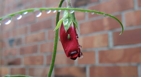 Flower with insect