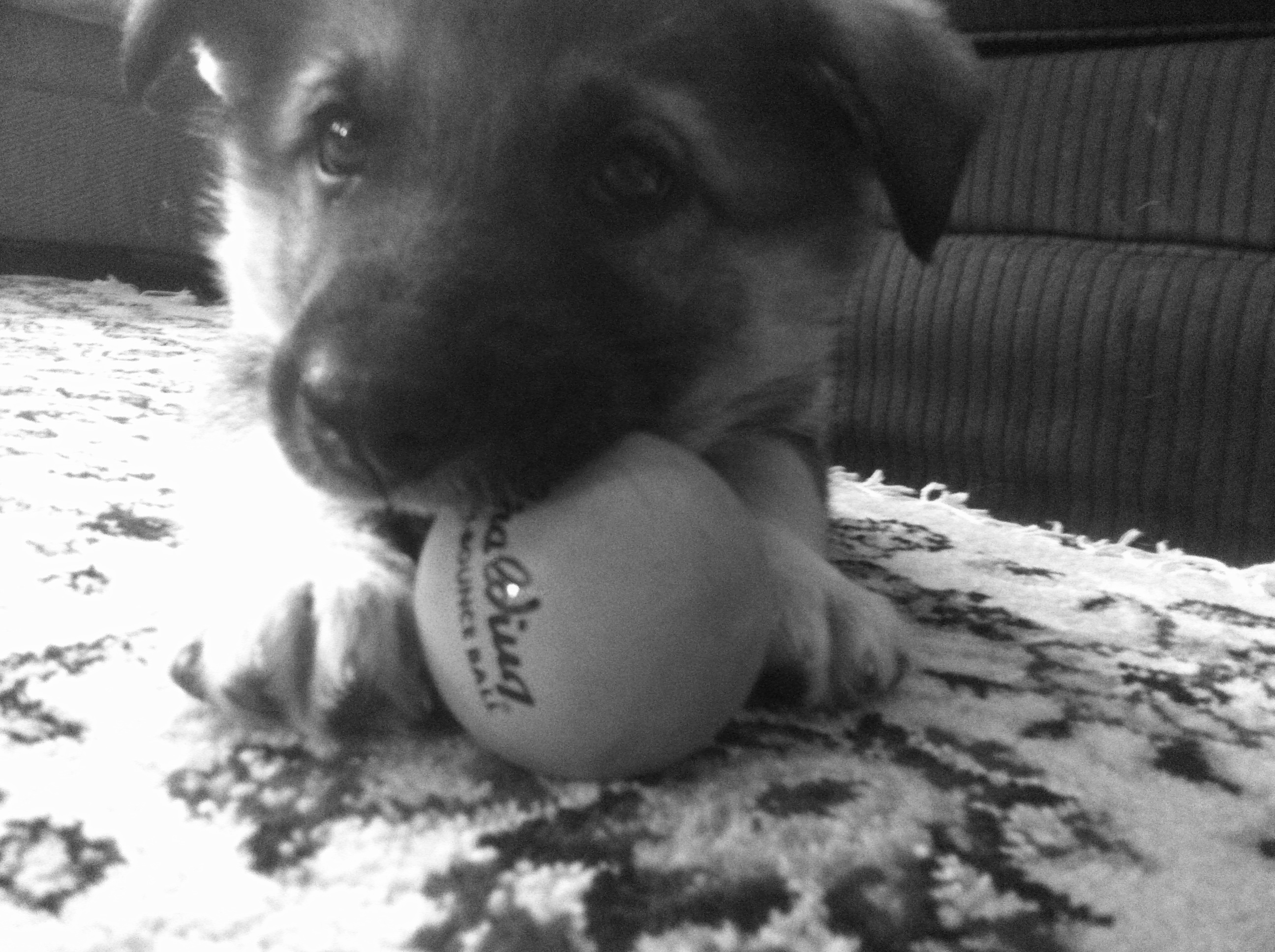 A Pup and His Ball II