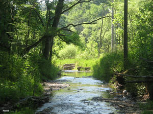 Soccer Ball in the Creek