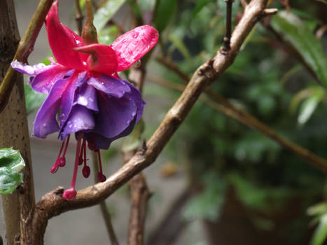 Hanging Flower