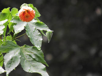 Orange Flower