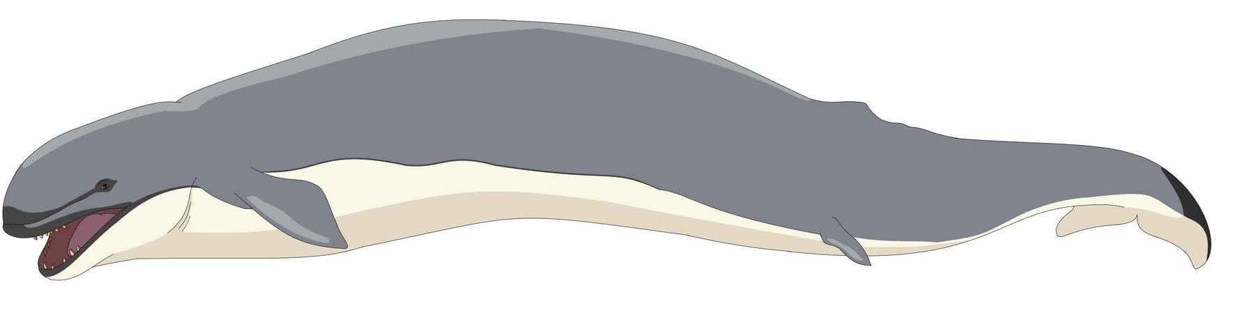 Basilosaurus Deviantart Basilosaurus by sylveon2001 on DeviantArt