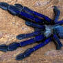 Cyriopagopus Sp. Blue