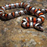 White Cherry Milk Snake