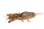 Mole Cricket by Annaksunamoon