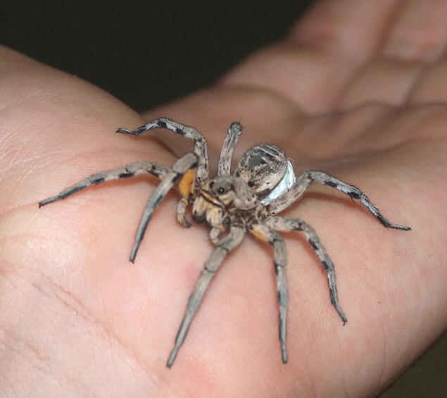Lycosa Genrus by Annaksunamoon