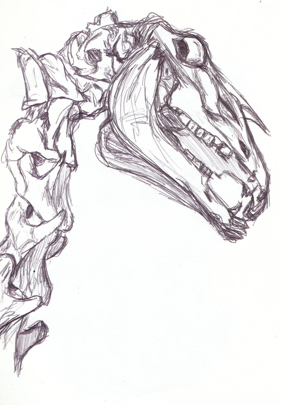 horse skull, reference drawing