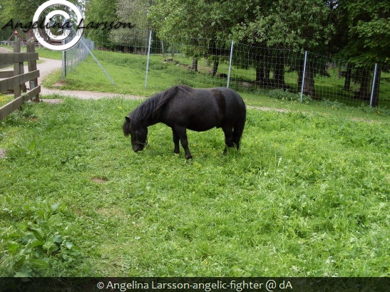 Black pony