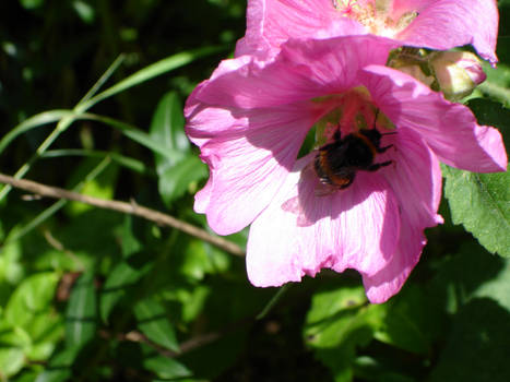 The flower and the bee.